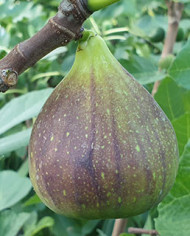 biofeigesteckholzkadotablack biofeigesteckholzkadotablack