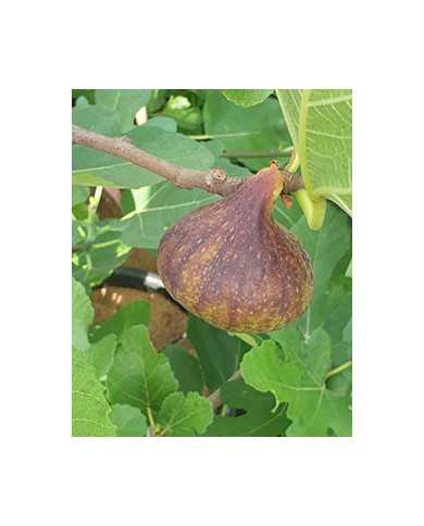 Bio Feige Steckholz Kadota Black, Tauro (**)