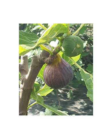 Bio Feige Steckholz Kadota Black, Tauro (**)