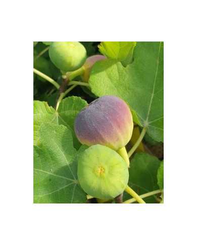 biofeigesteckholzkunduz