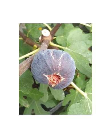 biofeigesteckholznoiredebellone