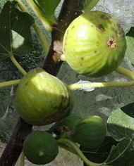 Bio Feige Steckholz Sucrette (**) Bio Feige Steckholz Sucrette (**)