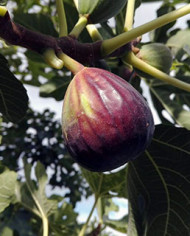 biofeigesteckholzsultane biofeigesteckholzsultane