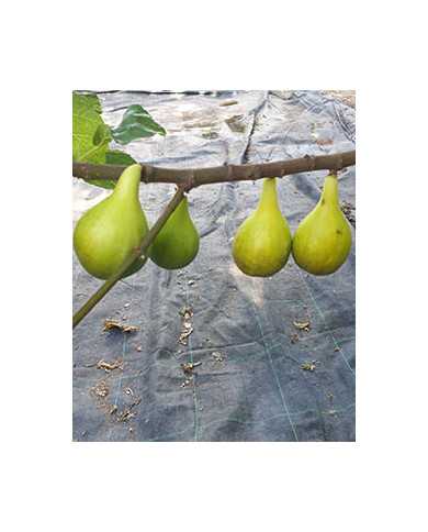 Bio Feige Steckholz UCR 187-25 (*) Bio Feige Steckholz UCR 187-25 (*)