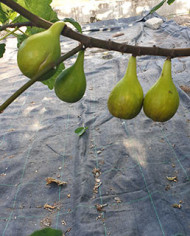 Bio Feige Steckholz UCR 187-25 (*) Bio Feige Steckholz UCR 187-25 (*)