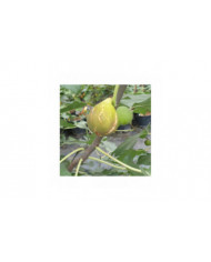 Bio Feige Steckholz UCR 187-25 (*) Bio Feige Steckholz UCR 187-25 (*)