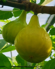 biofeigesteckholzucr276-14 biofeigesteckholzucr276-14