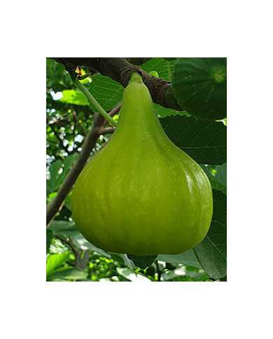 Bio Feige Steckholz UCR 276-14 (*) Bio Feige Steckholz UCR 276-14 (*)