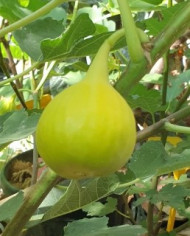 biofeigesteckholzyellowlongneck biofeigesteckholzyellowlongneck