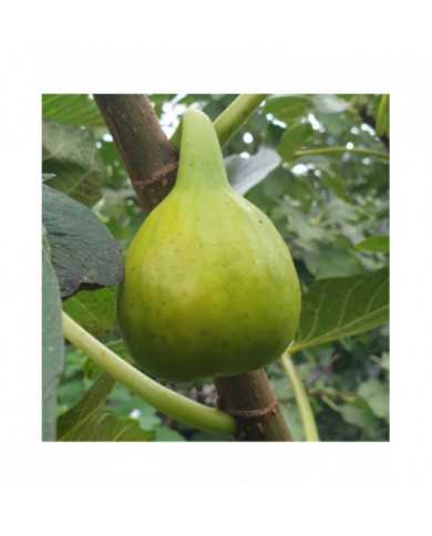 Bio Feige Steckholz Yellow Long Neck (**) Bio Feige Steckholz Yellow Long Neck (**)