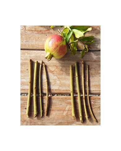 Bio Granatapfel Steckholz Ermioni