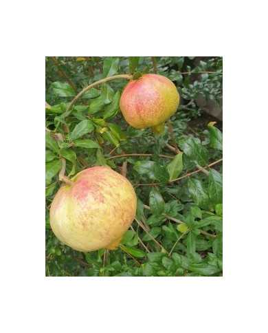 Bio Granatapfel Steckholz Ermioni