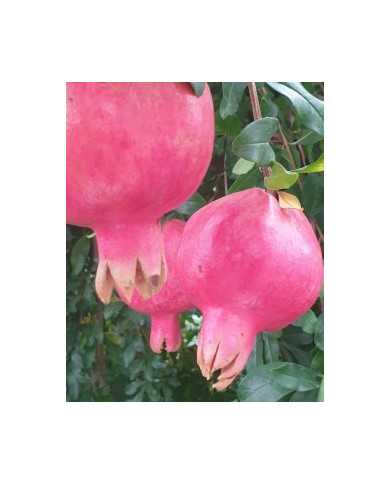 biogranatapfelsteckholzeve biogranatapfelsteckholzeve