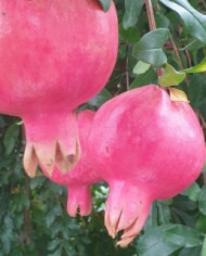 biogranatapfelsteckholzeve