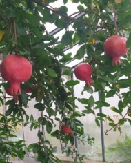 Bio Granatapfel Steckholz Eve