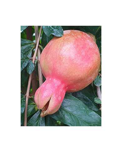 Bio Granatapfel Steckholz Eve