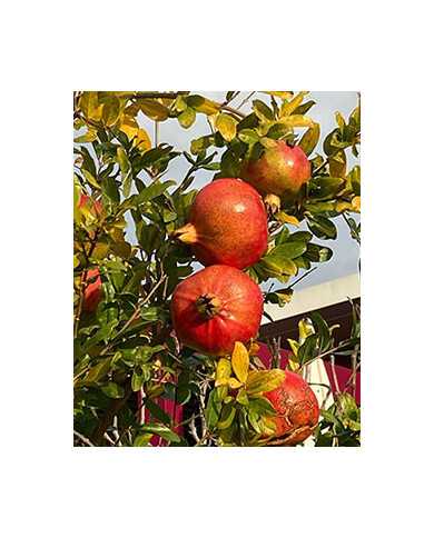 Bio Granatapfel Steckholz Petrovac, Podgorica