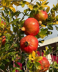 Bio Granatapfel Steckholz Petrovac, Podgorica