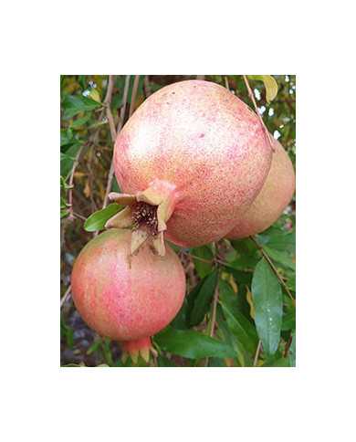 Bio Granatapfel Steckholz Russian Turk Bio Granatapfel Steckholz Russian Turk