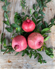 Bio Granatapfel Steckholz Sirenevyi