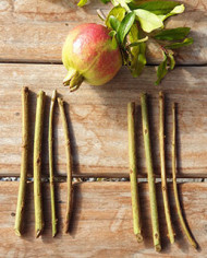 Bio Granatapfel Steckholz Sirenevyi