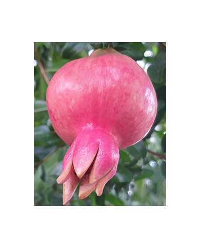 Bio Granatapfel Steckholz Sirenevyi