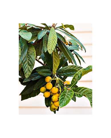 Bio Japanische Wollmispel