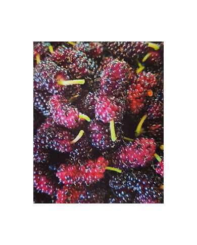 Bio Maulbeere - Illinois Everbearing