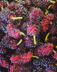 Bio Maulbeere - Illinois Everbearing