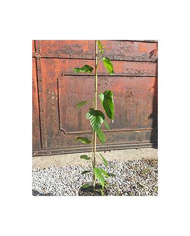 Bio Maulbeere - Illinois Everbearing