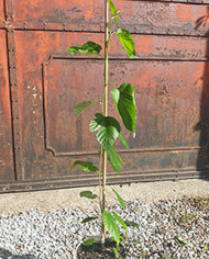 Bio Maulbeere - Illinois Everbearing