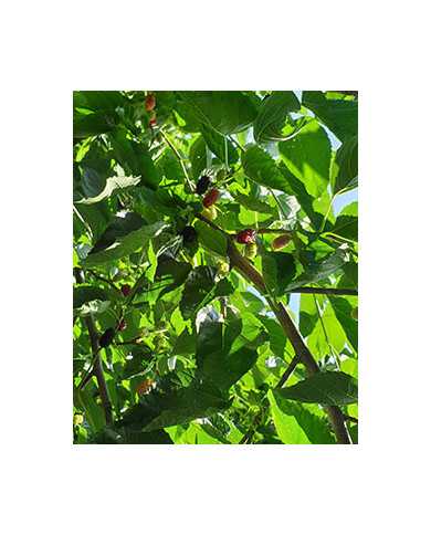 Bio Maulbeere - Illinois Everbearing