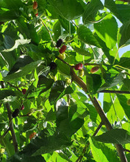 Bio Maulbeere - Illinois Everbearing