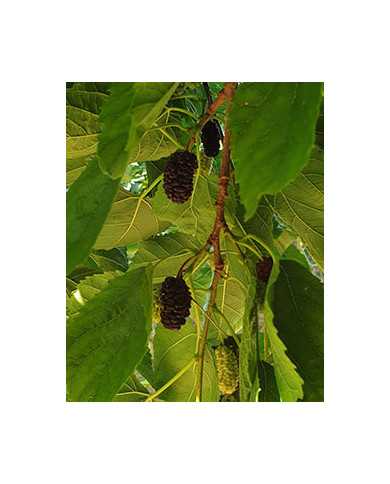 Bio Maulbeere - Illinois Everbearing