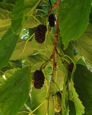 Bio Maulbeere - Illinois Everbearing