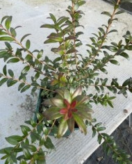 Argentinische Myrte Argentinische Myrte