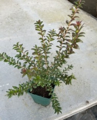 Argentinische Myrte Argentinische Myrte