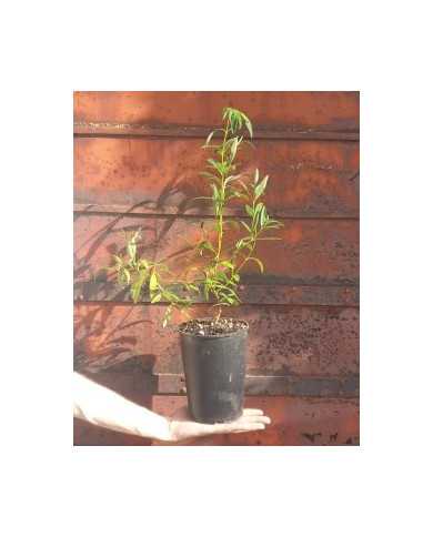 Zistrose 'Südtirol'