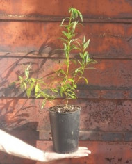 Zistrose 'Südtirol' Zistrose 'Südtirol'