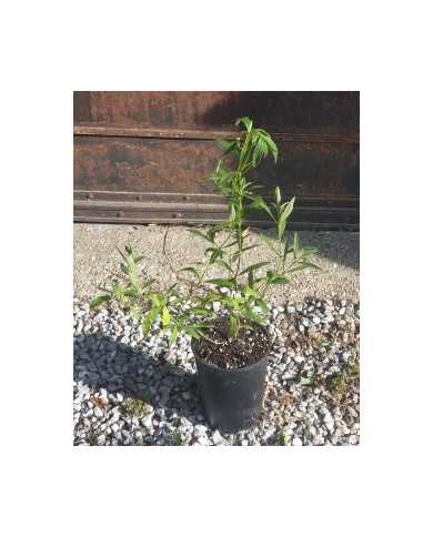 Zistrose 'Südtirol'