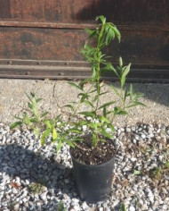 Zistrose 'Südtirol' Zistrose 'Südtirol'