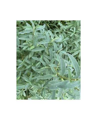 Zistrose 'Südtirol'