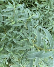 Zistrose 'Südtirol' Zistrose 'Südtirol'