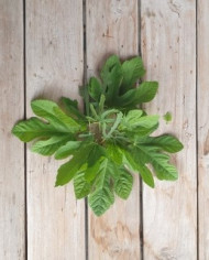 Bio Frische Feigenblätter