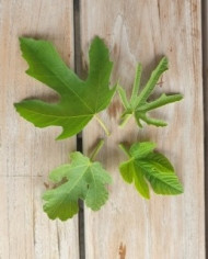 Bio Frische Feigenblätter