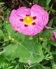 Zistrose 'Südtirol' Zistrose 'Südtirol'