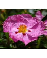 Zistrose 'Südtirol' Zistrose 'Südtirol'