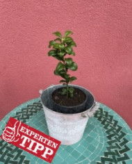 Zitrone Ichang Papeda