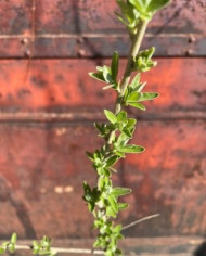 BioÖlweide BioÖlweide