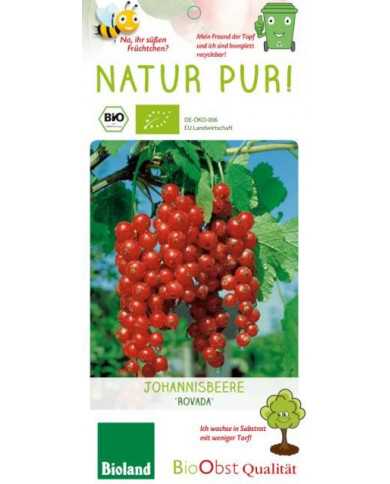 Bio Ribisel/Johannisbeere 'Rovada' rote